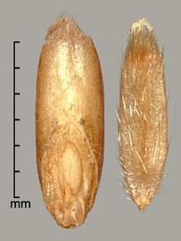  caryopses in dorsal (left) and ventral (right) views; photo by Mark Thurmond 