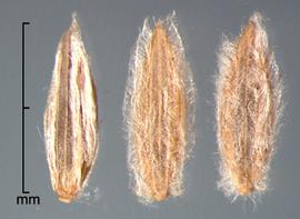  spikelets in ventral view showing sterile lemma 