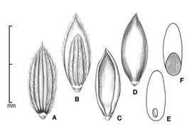  A, spikelet in ventral view showing sterile lemma; B, spikelet in dorsal view showing upper glume and fertile lemma; C, floret in ventral view showing palea and margins of lemma; D, floret in dorsal view showing lemma; E, caryopsis in ventral view; F, caryopsis in dorsal view; drawing by Lynda E. Chandler 