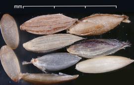  spikelets, florets, and caryopses; photo by Mark Thurmond 