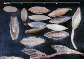  spikelets, florets, caryopses, and portion of inflorescence; photo by Mark Thurmond 