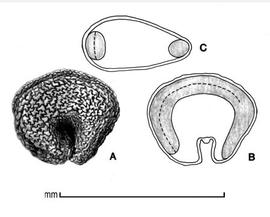  A, seed; B, longitudinal section showing embryo; C, transverse section; drawing by Lynda E. Chandler 