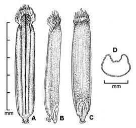  caryopsis. A, ventral view; B, lateral view; C, dorsal view; D, transverse section; drawing by Regina O. Hughes 