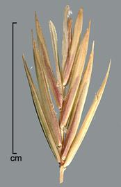  spikelet 