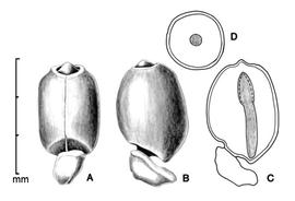  Andash;B, seed in two views; C, embryo in situ; D, transection of seed; drawing by Lynda E. Chandler 