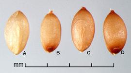  caryopses in dorsal view (A,C) and ventral view (B,D) 