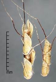  portions of inflorescence 