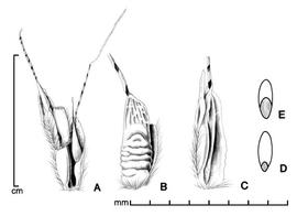  A, portion of inflorescence; Bndash;C, spikelet in two views; D, caryopsis in dorsal view; E, caryopsis in ventral view; drawing by Lynda E. Chandler 