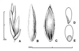  A, spikelet; B, floret in side view; C, floret in ventral view; D, caryopsis in side view; E, caryopsis in dorsal view; drawing by Lynda E. Chandler 