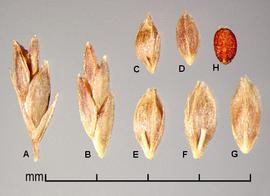  Andash;B, spikelets; A, with glumes; B, without glumes; Cndash;G, florets; C,E,F, ventral view showing palea and rachilla; D,G, dorsal view showing lemma; H, caryopsis 