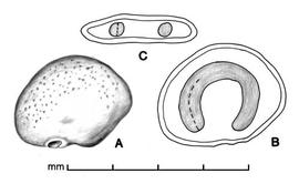  A, seed; B, longitudinal section of seed showing embryo; C, transection of seed; drawing by Lynda E. Chandler 