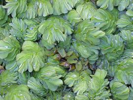   Salvinia molesta , tertiary habit; photo: copy; S. Navie 