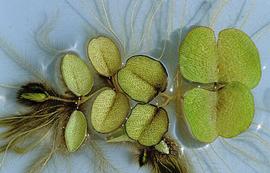   Salvinia molesta ; photo: copy; Barry A. Rice/The Nature Conservancy 