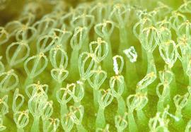   Salvinia molesta,  eggbeater-shaped hairs; photo: copy; Barry A. Rice/The Nature Conservancy 