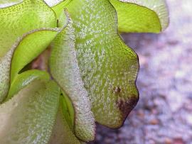   Salvinia molesta ; photo: copy; S. Navie 