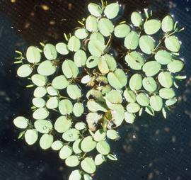   Salvinia molesta , secondary habit; photo: copy; M. Julien 