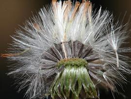  achenes with pappus; photo: copy; P. Busselen, Katholiekd Universiteit Leuven( www.kuleuven-kortrijk.be/bioweb ) 