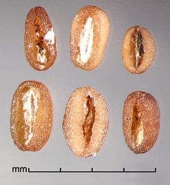  ventral view of seeds 
