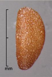 side view of seed 