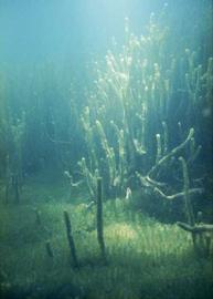  photo: John Clayton copy; National Institute of Water amp; Atmospheric Research, New Zealand (NIWA) 