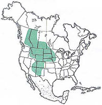 Geographic range of  A. clavatus 
