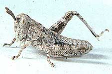 Fig. 1, first instar: BL 3.8-4.9 mm, FL 2.5-2.8 mm, AS 12-14
