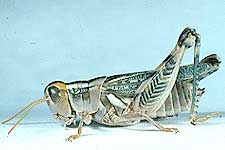  Fig. 8, Adult Female: BL 18.8-25 mm FL 11-13 mm AS 23-25. Southern subspecies  A. turnbulli bruneri 
