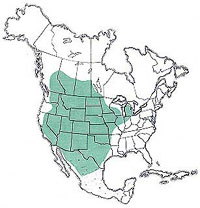  Geographic range of  Ageneotettix deorum  