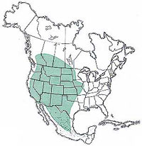  Geographic range of  Amphitornus coloradus  (Thomas) 
