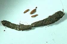  Fig. 10, egg pod and several loose eggs 