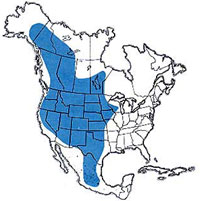  Geographic range of  Arphia conspersa  Scudder 