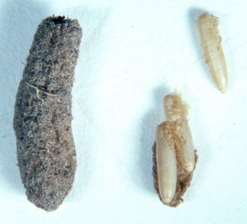 Fig. 8,  Aeropedellus clavatus  egg pod and several loose eggs
