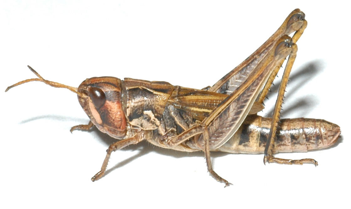 Aeropedellus clavatus female