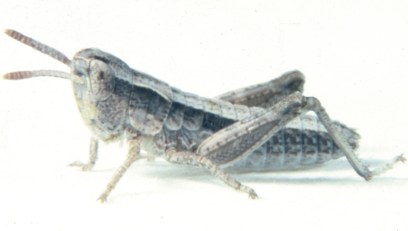 Fig. 1, first instar: BL 5.4-7.1 mm, FL 2.9-3.4 mm, AS 13
