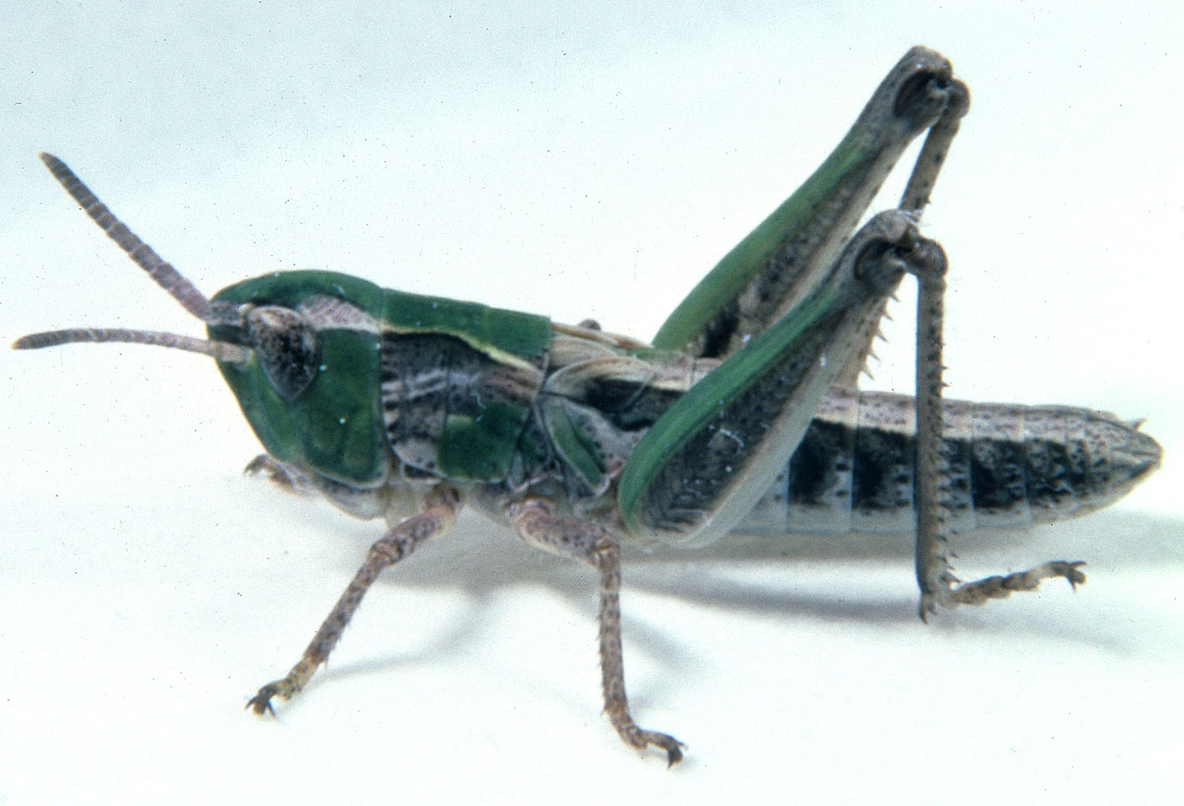 Fig. 3, third instar: BL 11-11.5 mm, FL 6.4-6.7 mm, AS 20