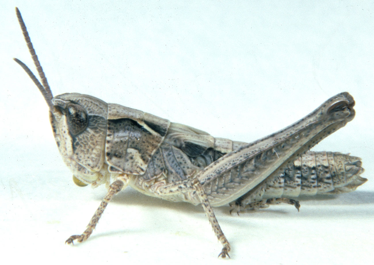 Fig. 4, fourth instar: BL 14-16 mm, FL 8.7-9.3 mm, AS 22
