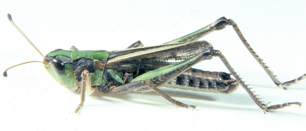 Aeropedellus clavatus male