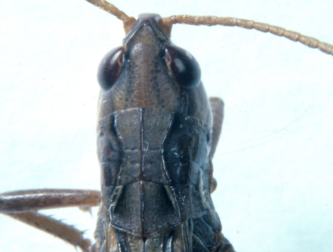 Fig. 7, dorsal view of head and pronotum of adult male
