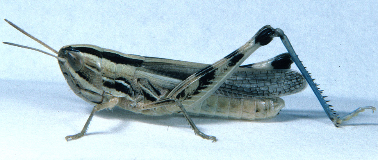  Fig. 7, adult female: BL 21.5-25 mm, FL 12.5-13.5 mm, AS 24-25 