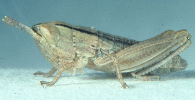  Fig. 1, first instar: BL 5.1-7.2 mm, FL 2.9-3.3 mm, AS 13-14 