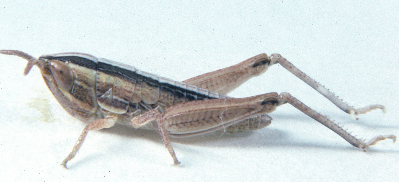  Fig. 2, second instar: BL 8.2-9.4 mm, FL 4.2-4.6 mm, AS 14-17 