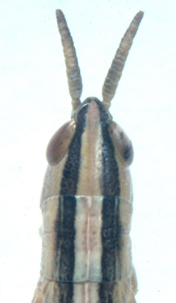  Fig. 9, dorsal view of head and pronotum of third instar nymph 