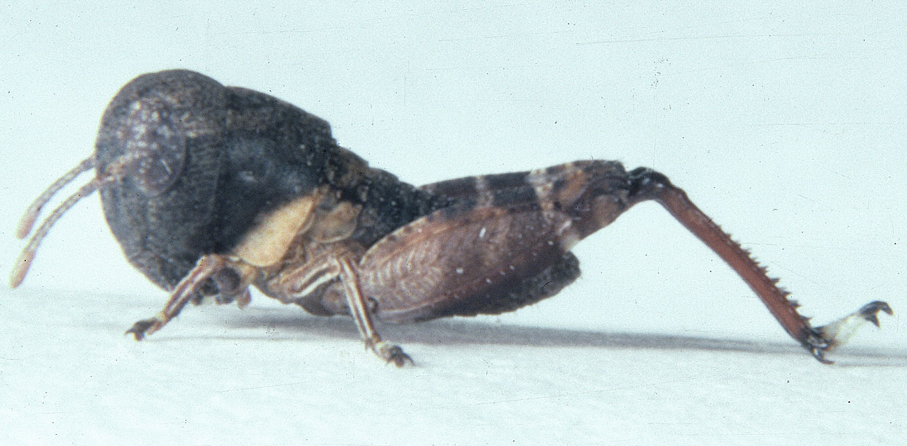  Fig. 1, first instar: BL 4.8-6.1 mm, FL 2.8-3.1 mm, AS 13 