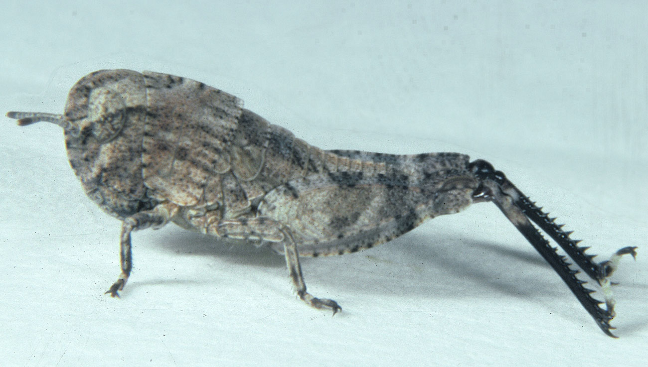  Fig. 2, second instar: BL 6.4-8 mm, FL 3.8-4.2 mm, AS 15-16 