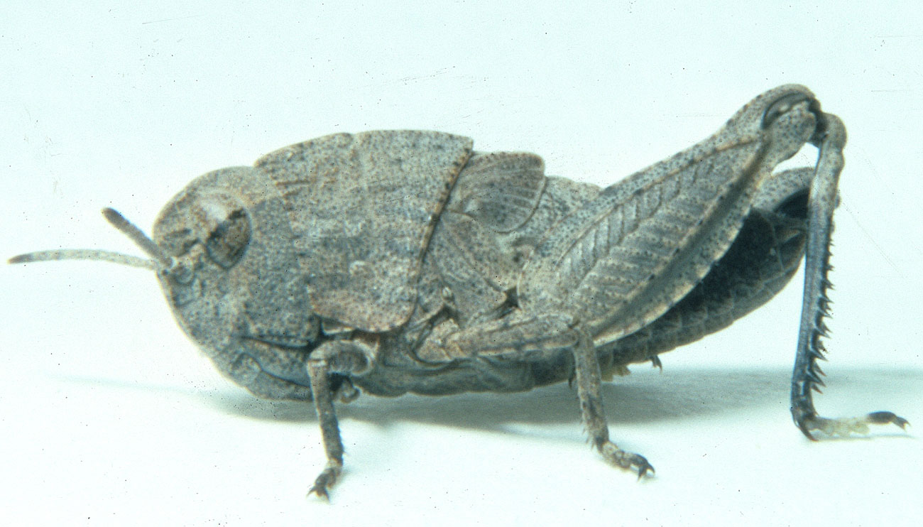  Fig. 4, fourth instar: BL 12-15.5 mm, FL 6.9-8.3 mm, AS 20-21 