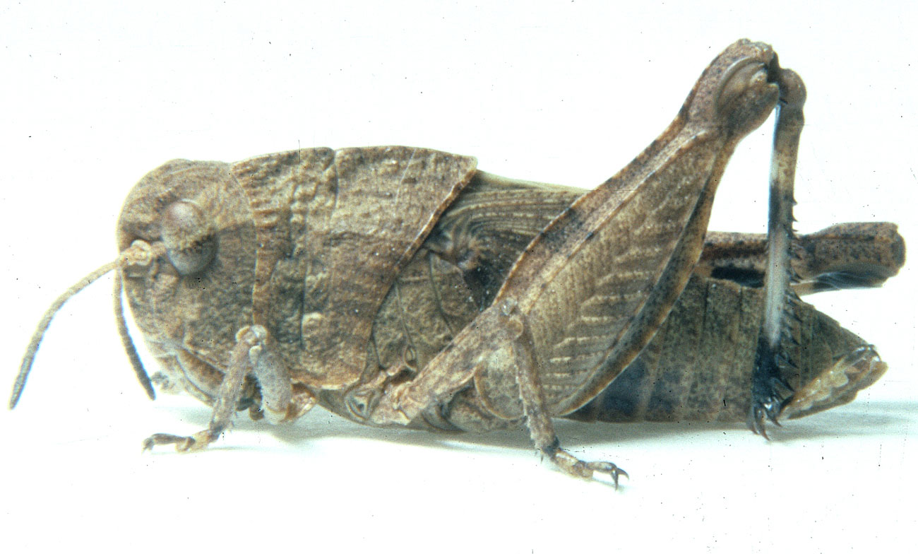  Fig. 5, fifth instar: BL 15-18 mm, FL 8.7-10.6 mm, AS 23-24 