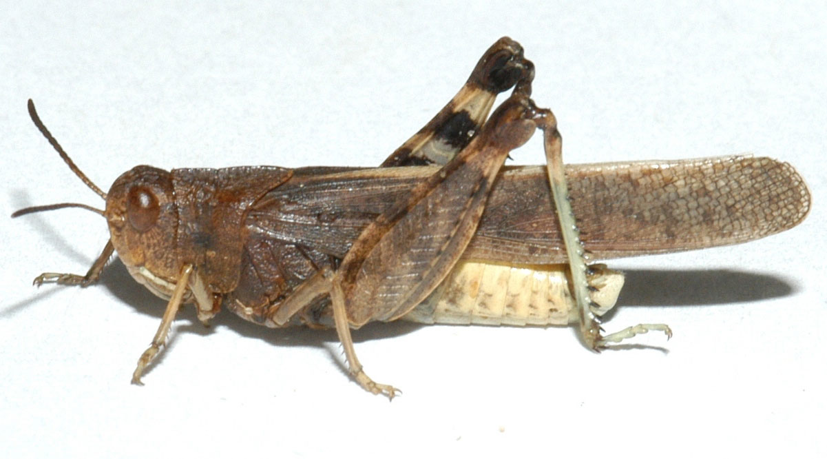  Fig. 6, adult male: BL 20-21 mm, FL 11-12.2 mm, AS 23-25 