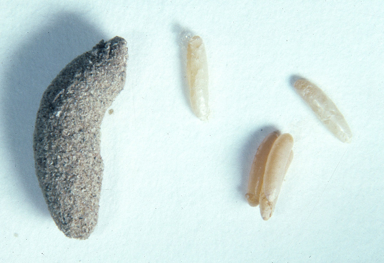  Fig. 10,  Ageneotettix deorum  egg pod and several loose eggs 