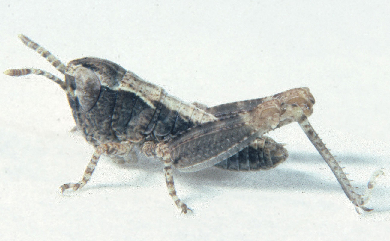  Fig. 1, first instar: BL 4.7-5.1 mm, FL 2.1-3.3 mm, AS 13 