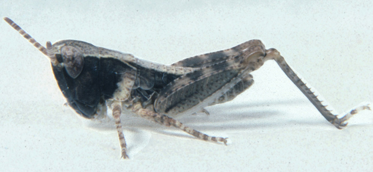  Fig. 2, second instar: BL 6.4-6.7 mm, FL 4-4.2 mm, AS 16 